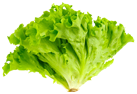 Lechuga batavia