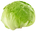 Lechuga redonda