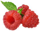 Moras rojas