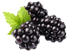 Moras